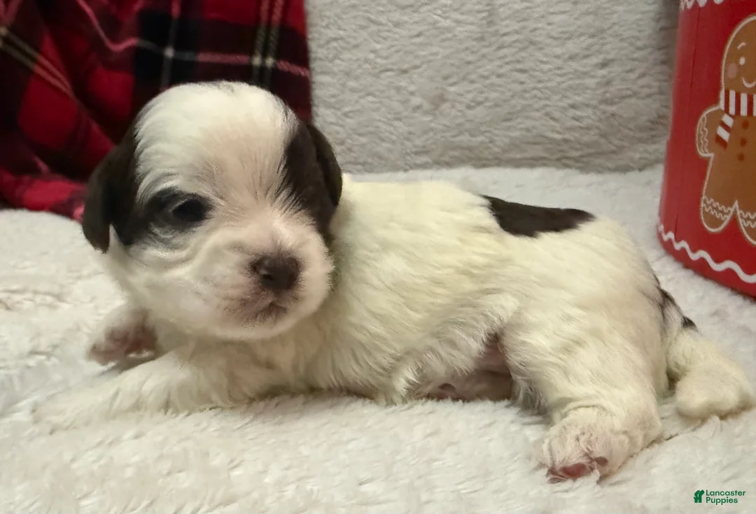 Shihpoo dogs for sale: Oliver  - Ad 15