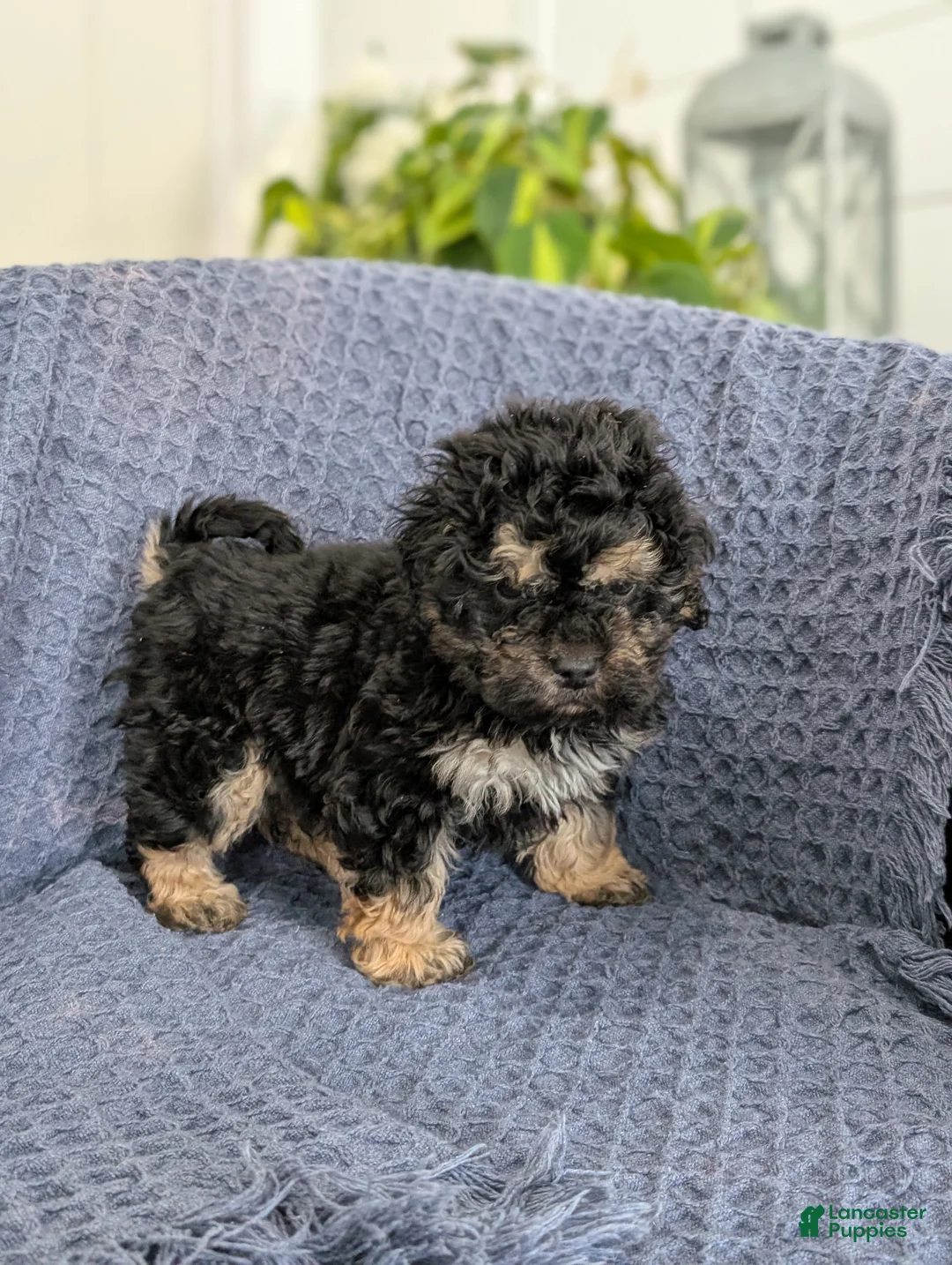 Cockapoo dogs for sale: Tiny Atlas - Ad 3