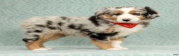 Australian Shepherd dogs for sale: River - Ad 5
