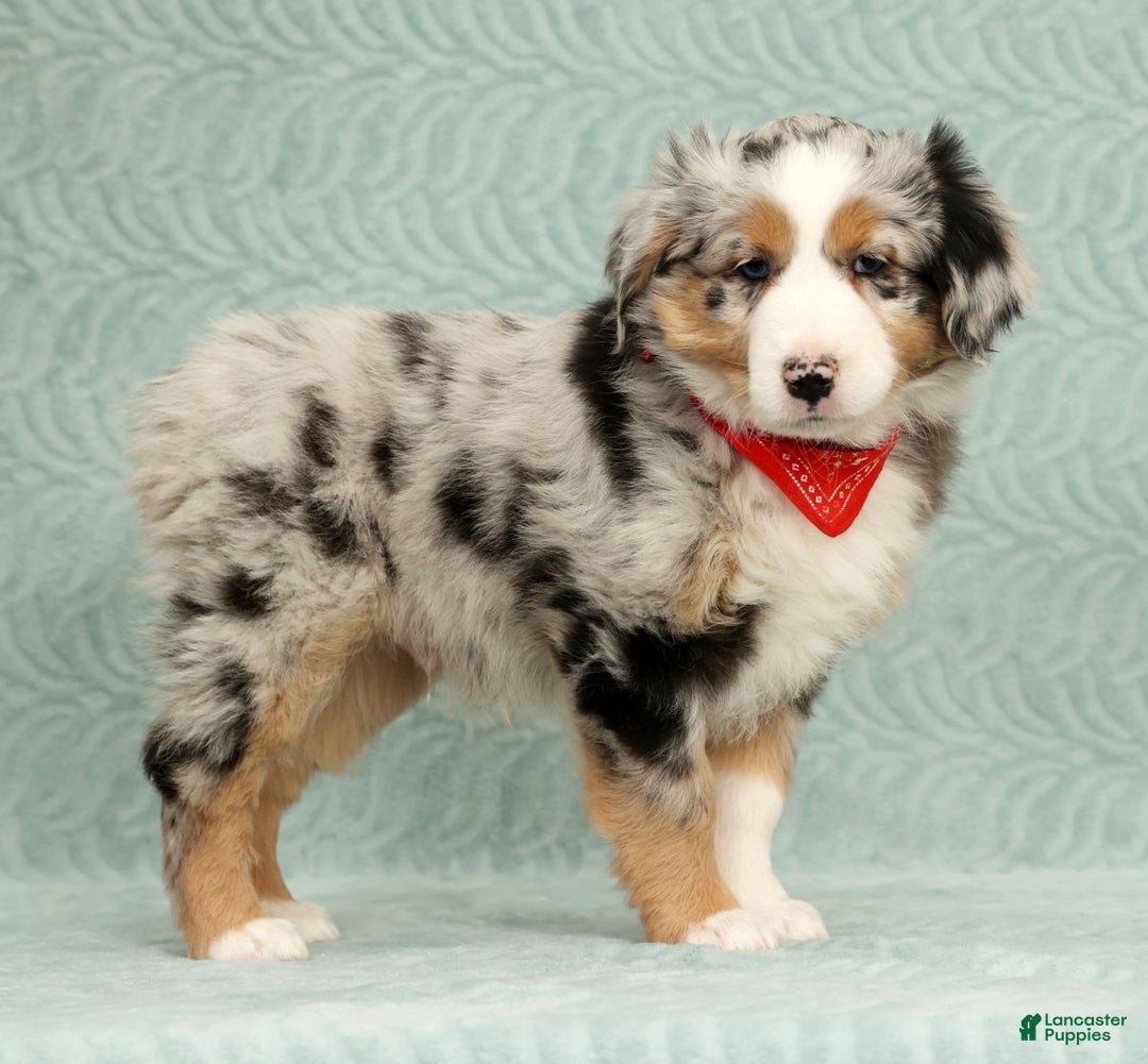 Australian Shepherd dogs for sale: River - Ad 5