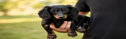 Miniature Dachshund dogs for sale: MAX - Ad 11