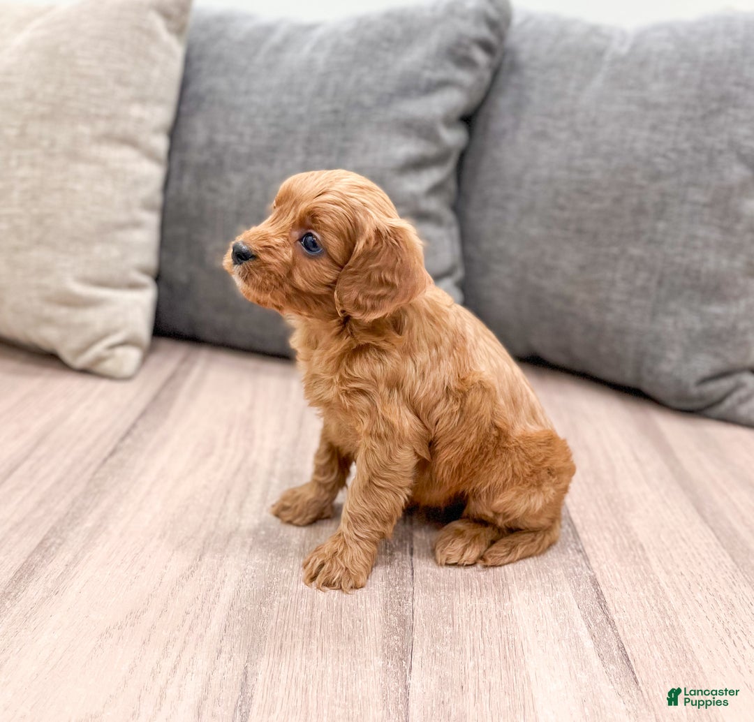 Cavapoo dogs for sale: Rudolf - Ad 4
