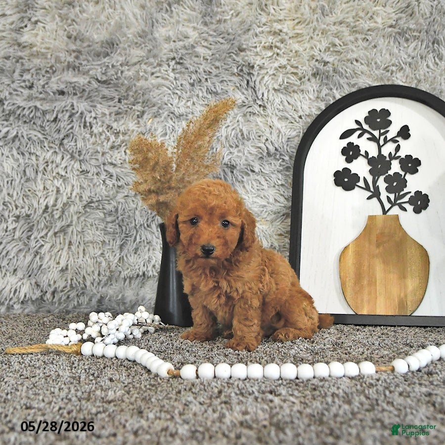 Toy Poodle dogs Jasper - Ad 1
