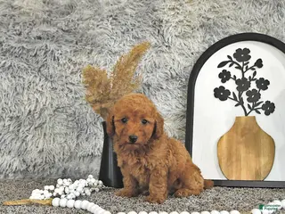 Toy Poodle dogs for sale: Jasper - Ad 1