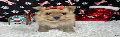 Pomeranian Puppy 4