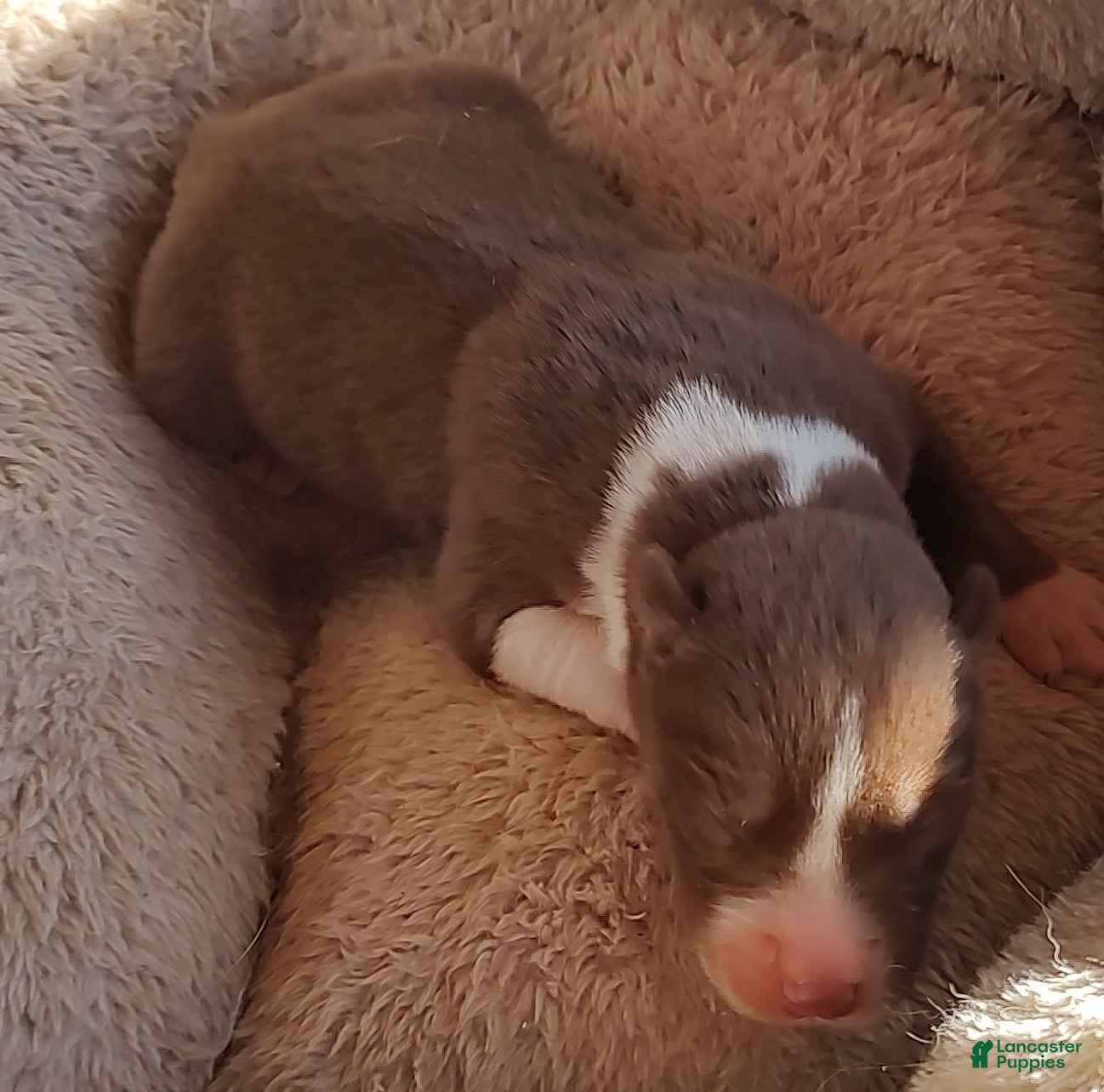 Siberian Husky dogs Siberian Husky Puppy 1 - Ad 16