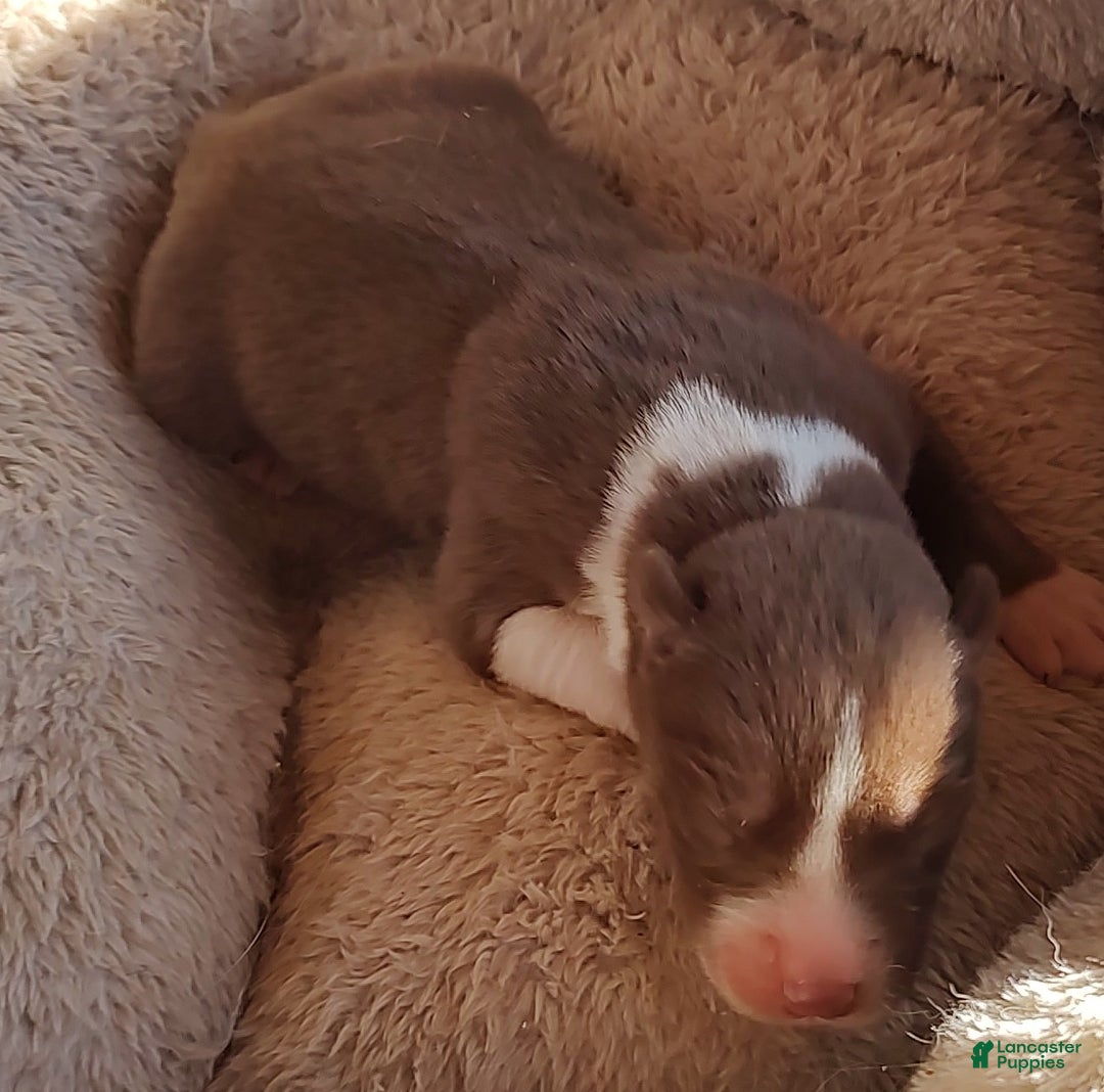 Siberian Husky dogs for sale: Siberian Husky Puppy 1 - Ad 2