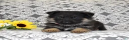 German Shepherd dogs for sale: Axel - Ad 4