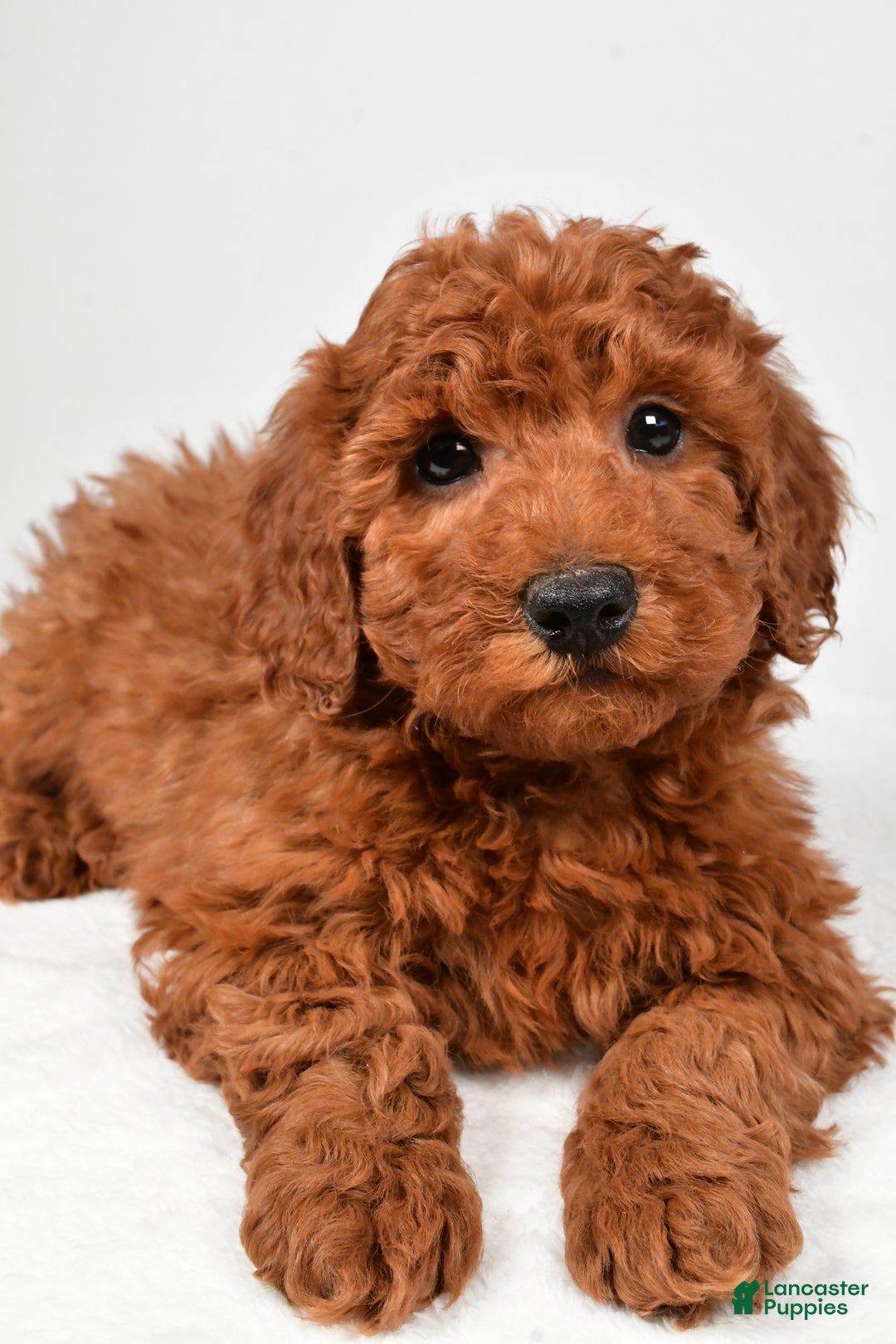 Miniature Poodle dogs for sale: Jasper - Ad 4