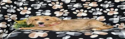 Shorkie dogs for sale: Luke Hypoallergenic - Ad 3