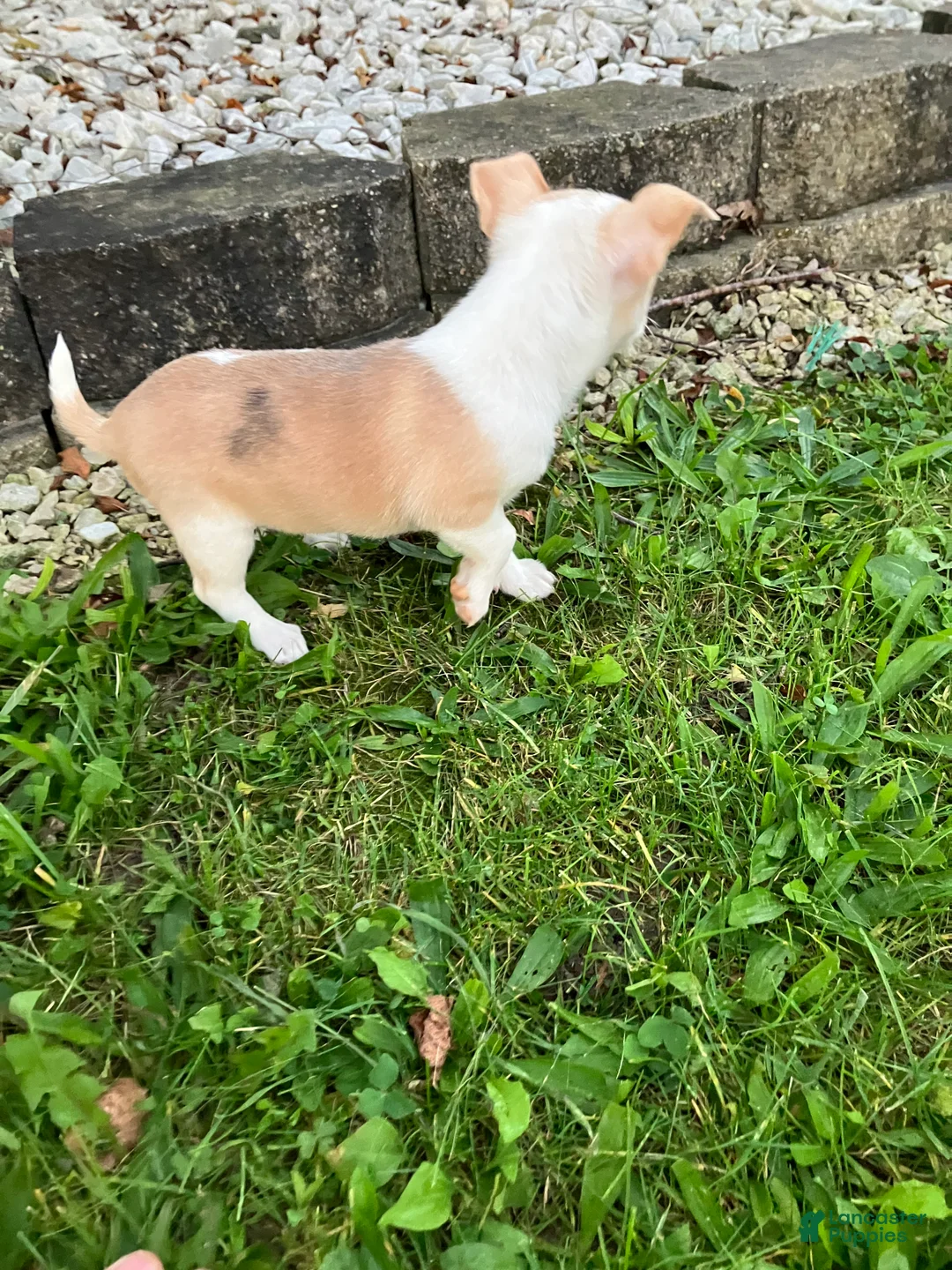 Chihuahua dogs for sale: Akc Marie - Ad 6
