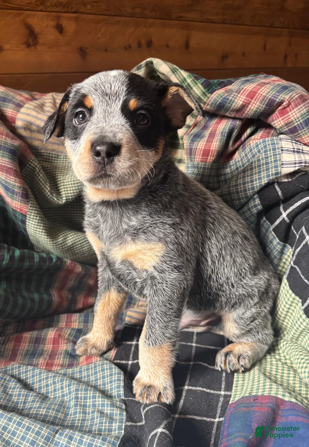 Australian Cattle Dog dogs for sale: Larry - Ad 9