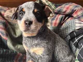 Australian Cattle Dog dogs Larry - Ad 26