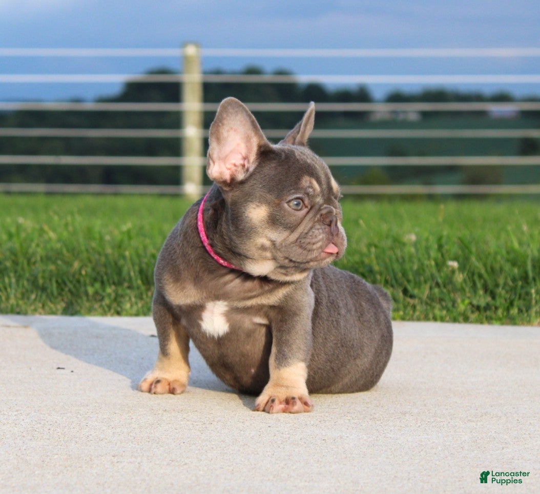 French Bulldog dogs Porcha - Ad 2