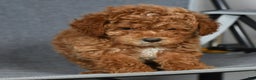Toy Poodle dogs for sale: Buddy - Ad 9