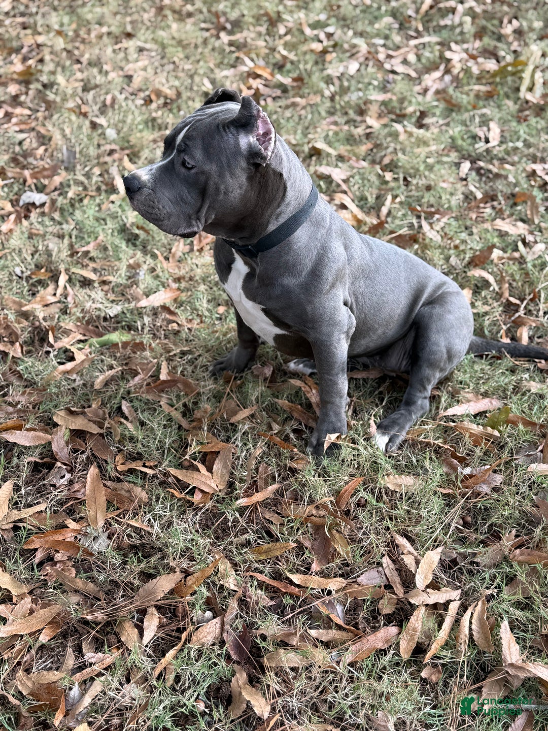 American Bully dogs for sale: Ivy - Ad 4