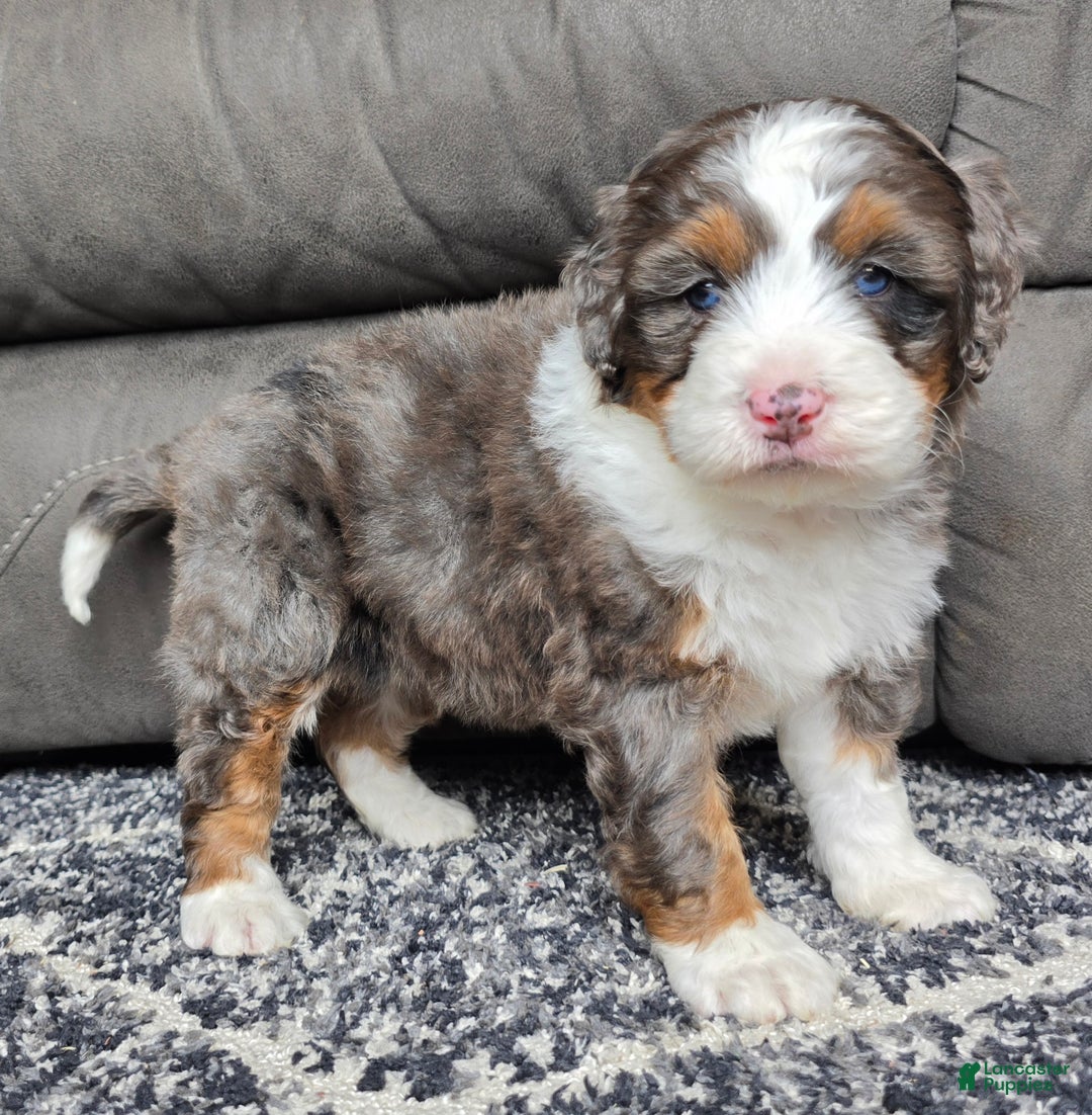 Mini Bernedoodle dogs for sale: Mini Bentley - Ad 23