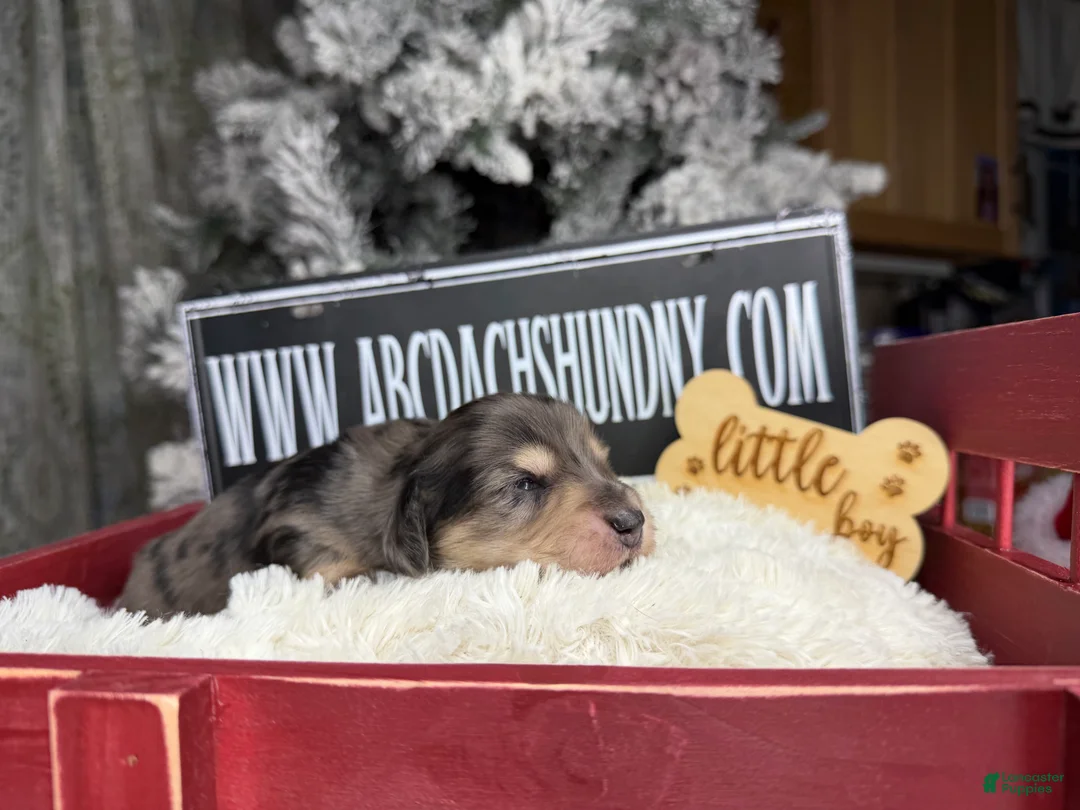 Miniature Dachshund dogs for sale: Black and cream dapple - Ad 3