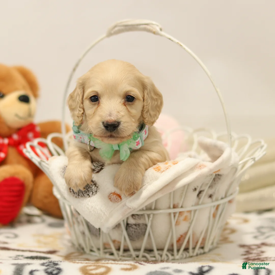 Miniature Dachshund dogs for sale: Blondie - Ad 1