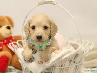 Miniature Dachshund dogs for sale: Blondie - Ad 1