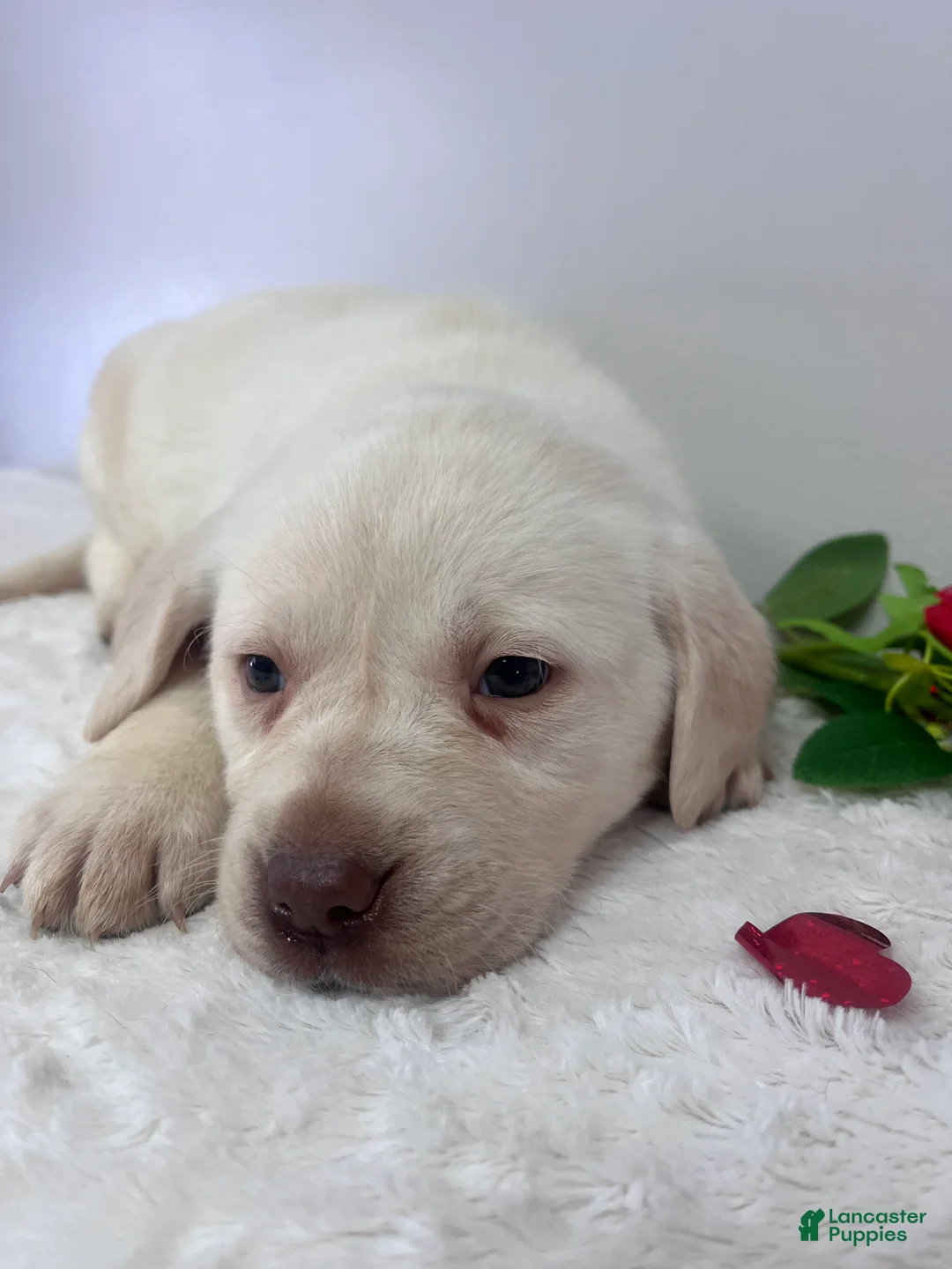 Labrador Retriever dogs for sale: Honey  - Ad 2