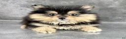 Pomeranian dogs for sale: Cleo AKC - Ad 3