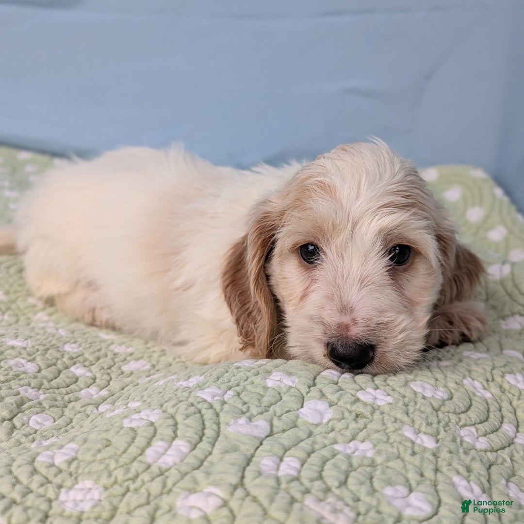 Miniature Dachshund dogs for sale: Bun Bun - Ad 9