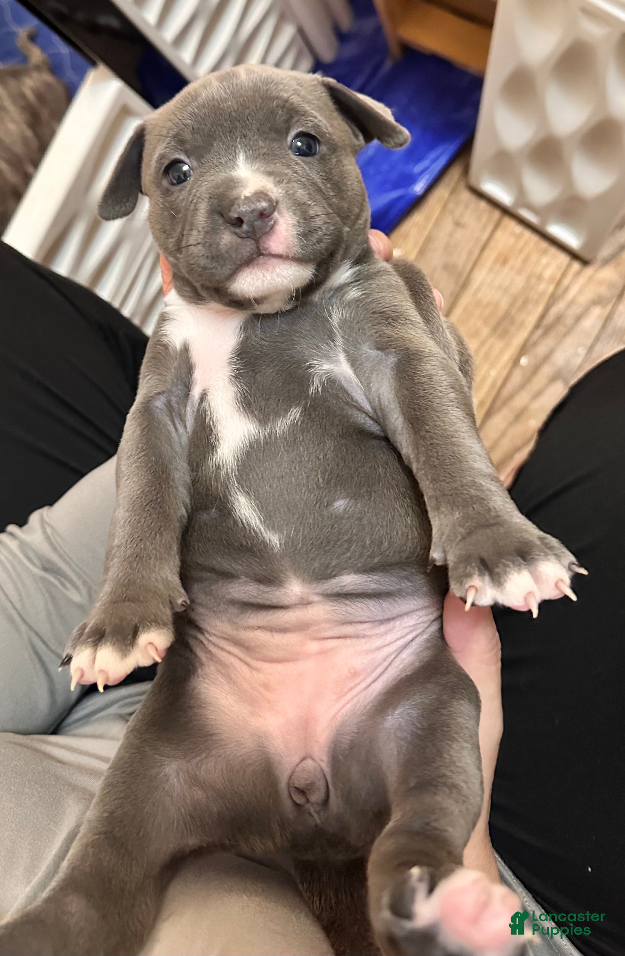 American Bully dogs American Bully 2 - Ad 1