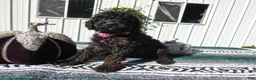 Mini Goldendoodle dogs for sale: Mini Goldendoodle 4 Stella - Ad 3