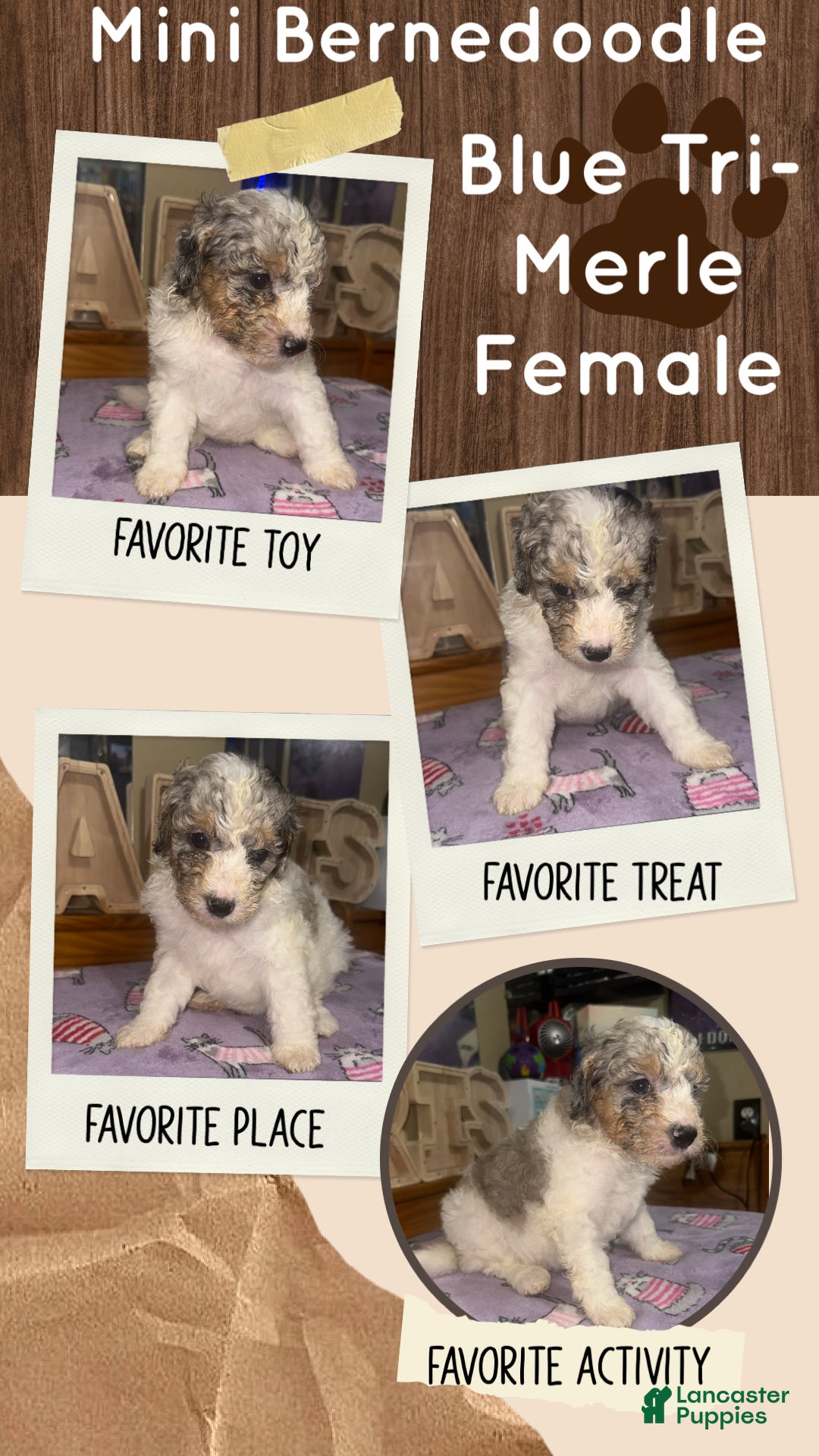 Mini Bernedoodle dogs Mini Bernedoodle 7 - Ad 6