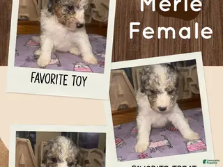 Mini Bernedoodle dogs Mini Bernedoodle 7 - Ad 36