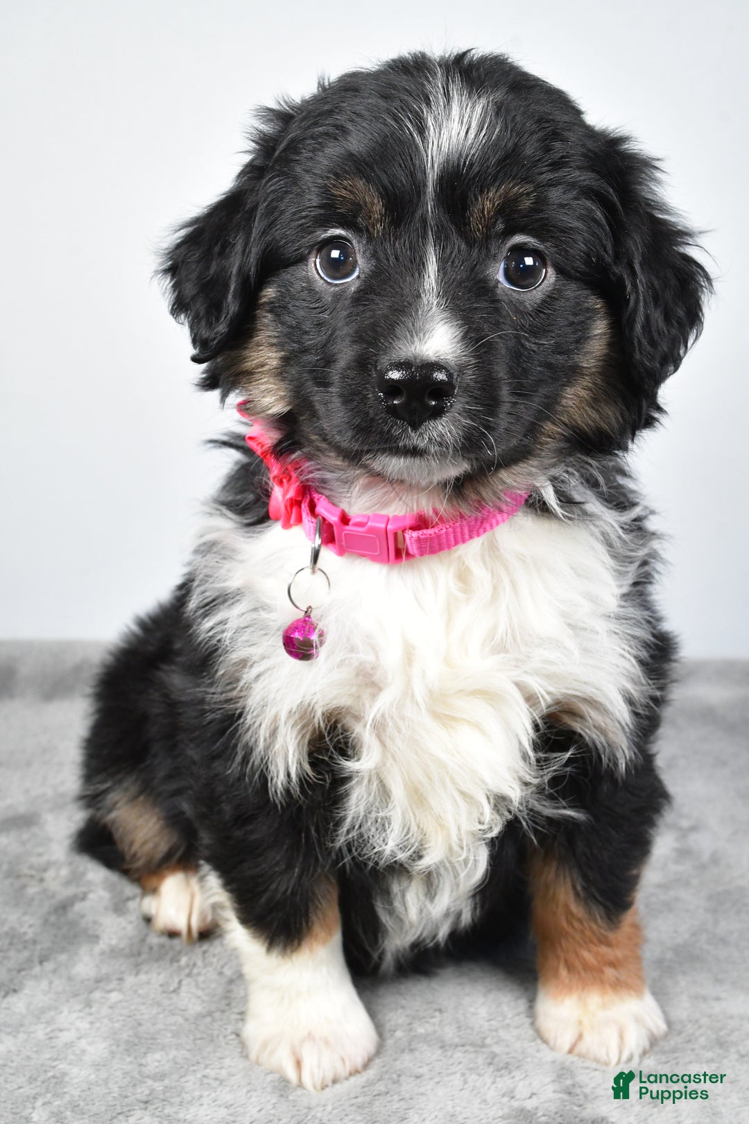 Miniature Australian Shepherd dogs for sale: Willow - Ad 4