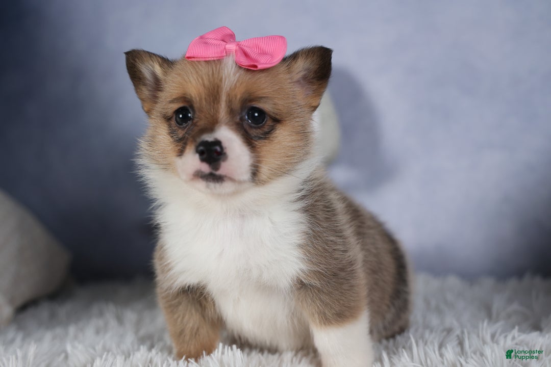 Welsh Corgi Pembroke dogs for sale: TWILIGHT - Ad 15