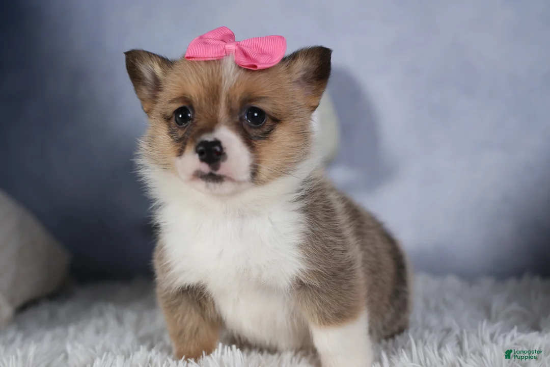 Welsh Corgi Pembroke dogs for sale: TWILIGHT - Ad 15