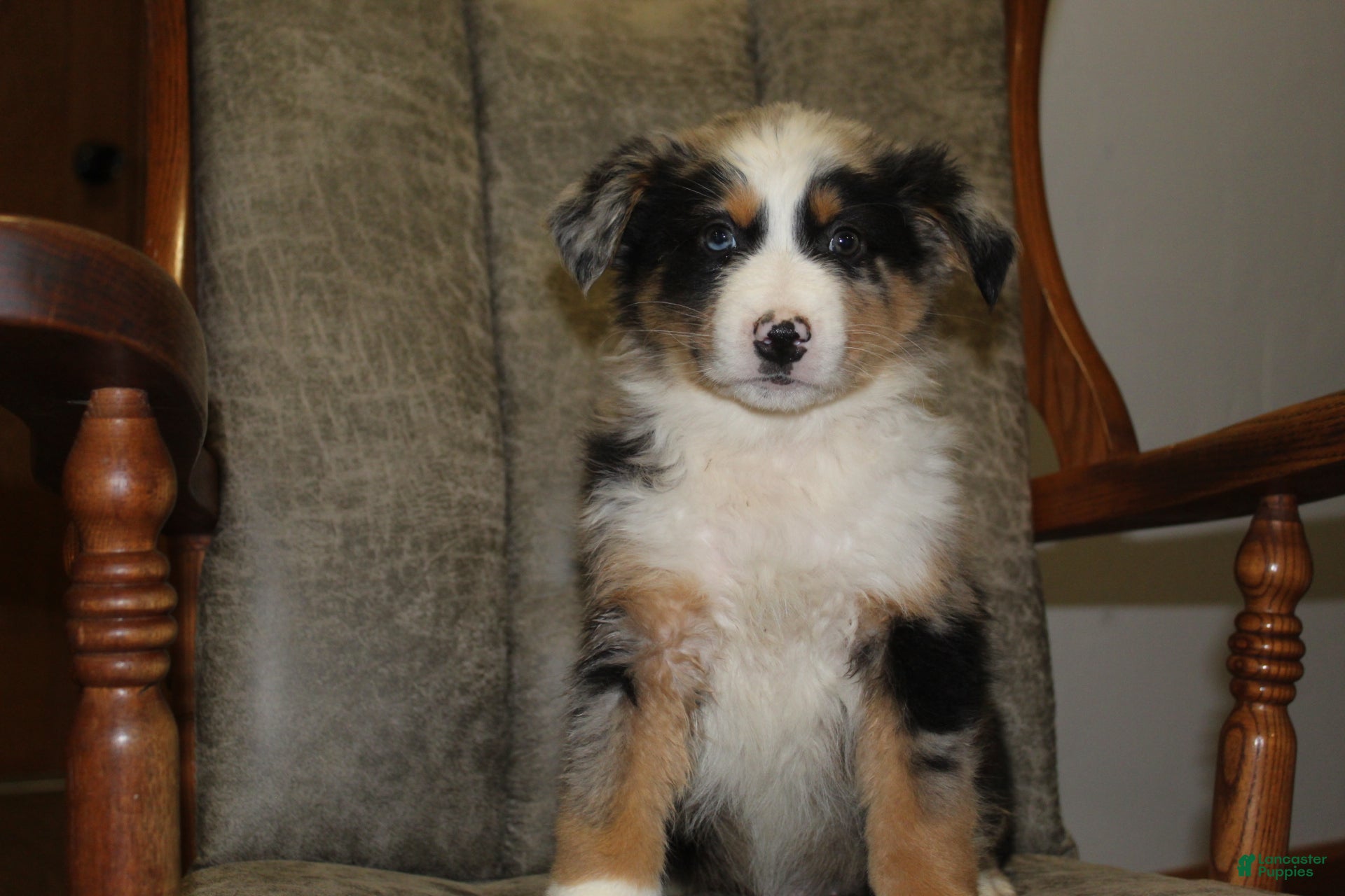 Australian Shepherd dogs Teddy - Ad 12