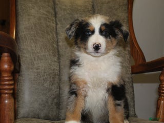 Australian Shepherd dogs Teddy - Ad 11