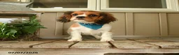 Cavachon dogs for sale: Watcher - Ad 3