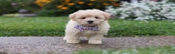 Mixed Breed dogs for sale: Riley - Ad 4
