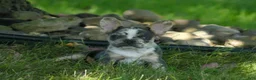 Mixed Breed dogs for sale: Ricky - Ad 6