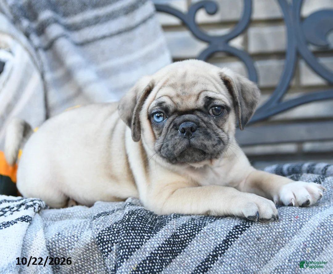 Pug dogs for sale: Dr Snuffles - Ad 2