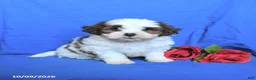 Shihpoo dogs for sale: Charlie - Ad 1
