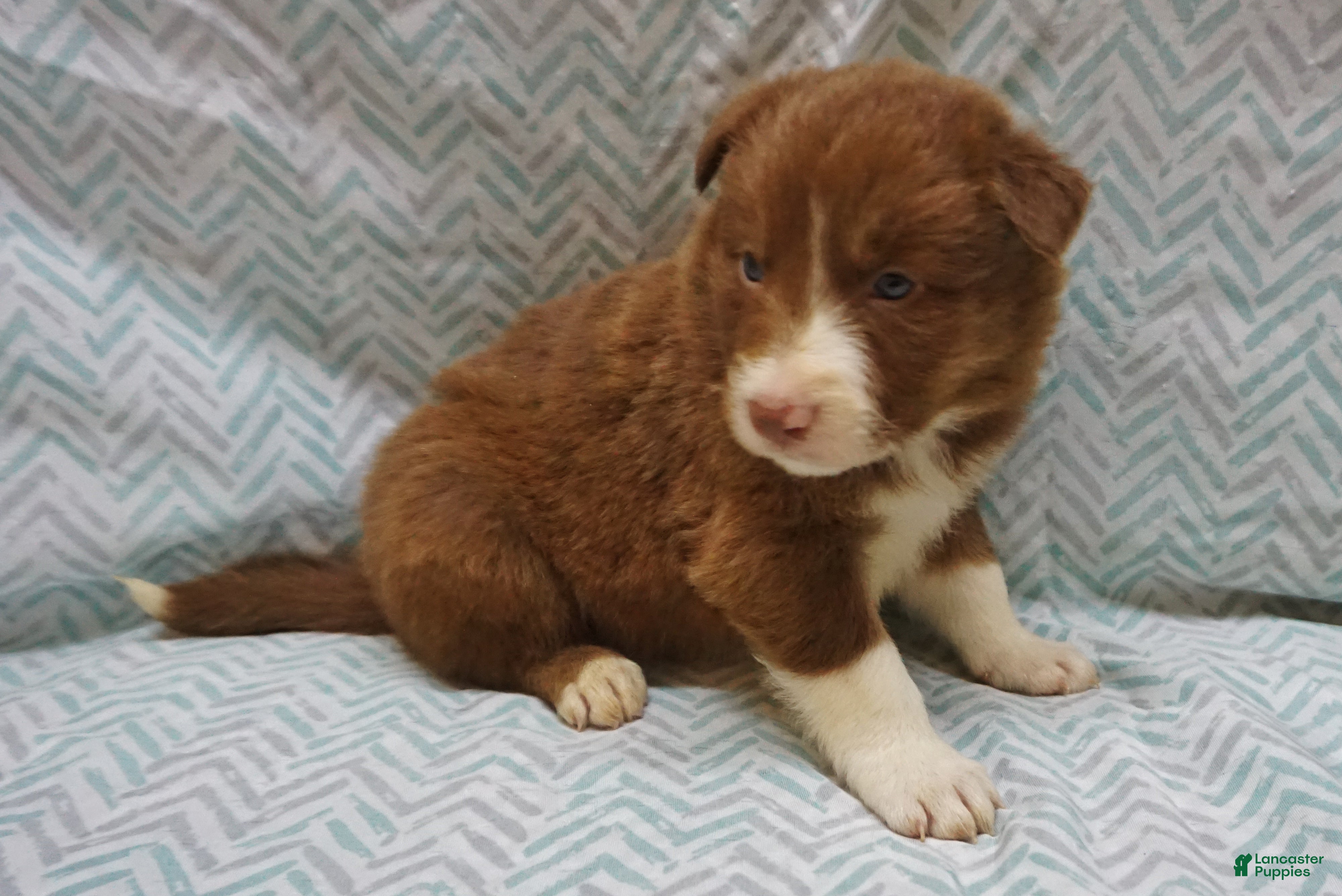 Border Collie dogs Connor - Ad 12