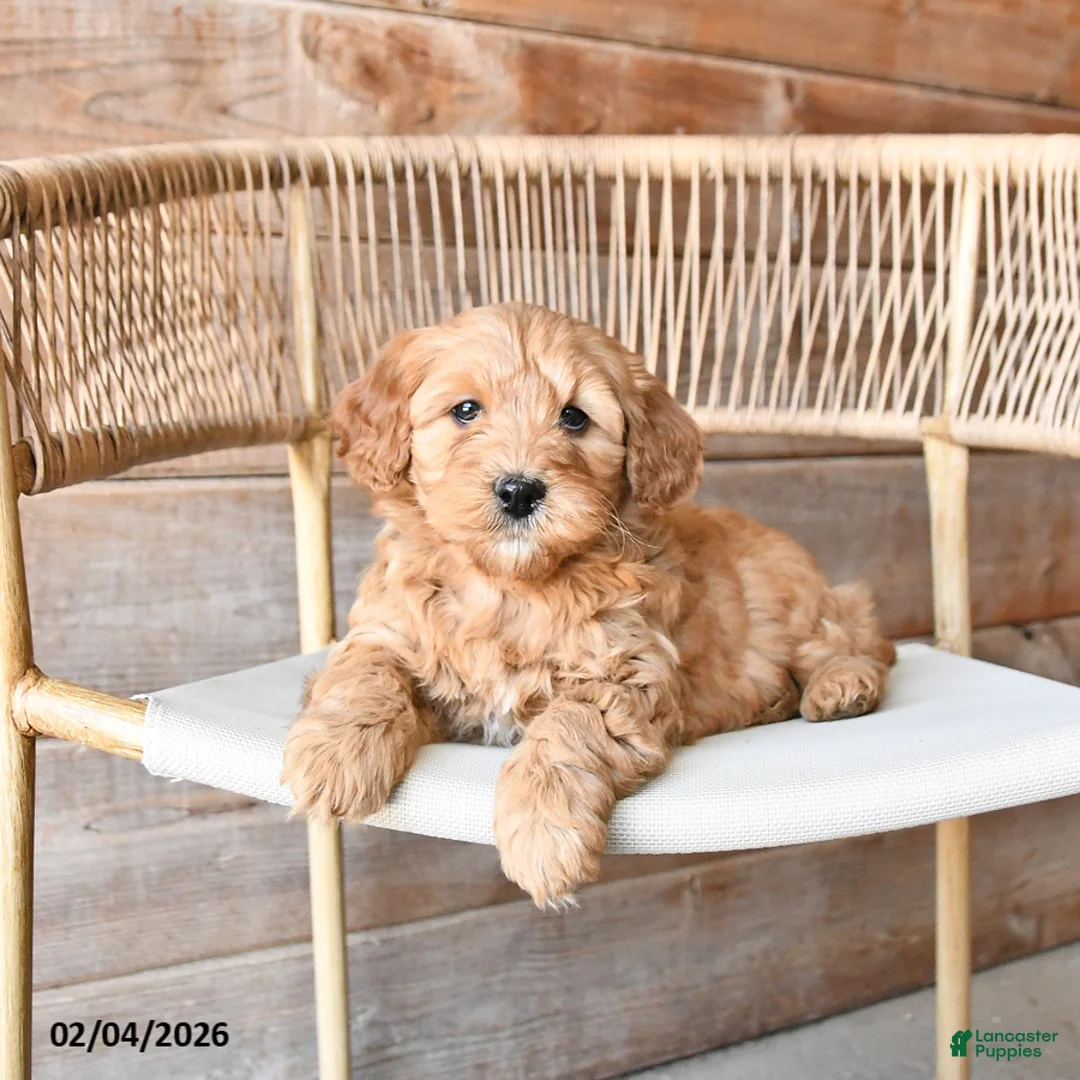 Mini Bernedoodle dogs for sale: Pixie - Ad 1