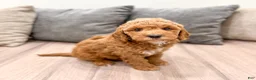 Mini Goldendoodle dogs for sale: Jesse - Ad 2