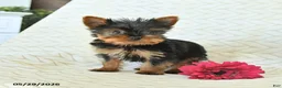 Yorkshire Terrier dogs for sale: John - Ad 5