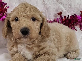 Bichpoo dogs Jenny - Ad 1