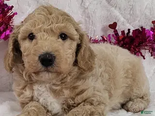 Bichpoo dogs Jenny - Ad 13