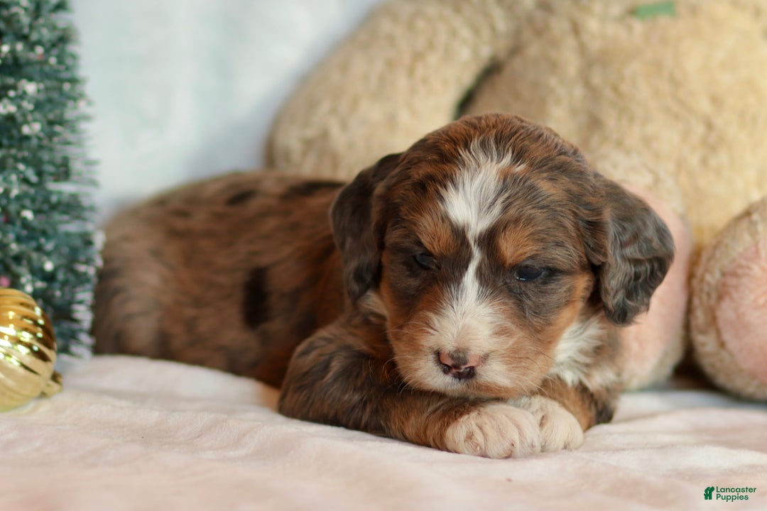 Bernedoodle dogs for sale: Noelle  - Ad 3