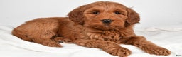 Goldendoodle dogs for sale: Patty-medium size  - Ad 2