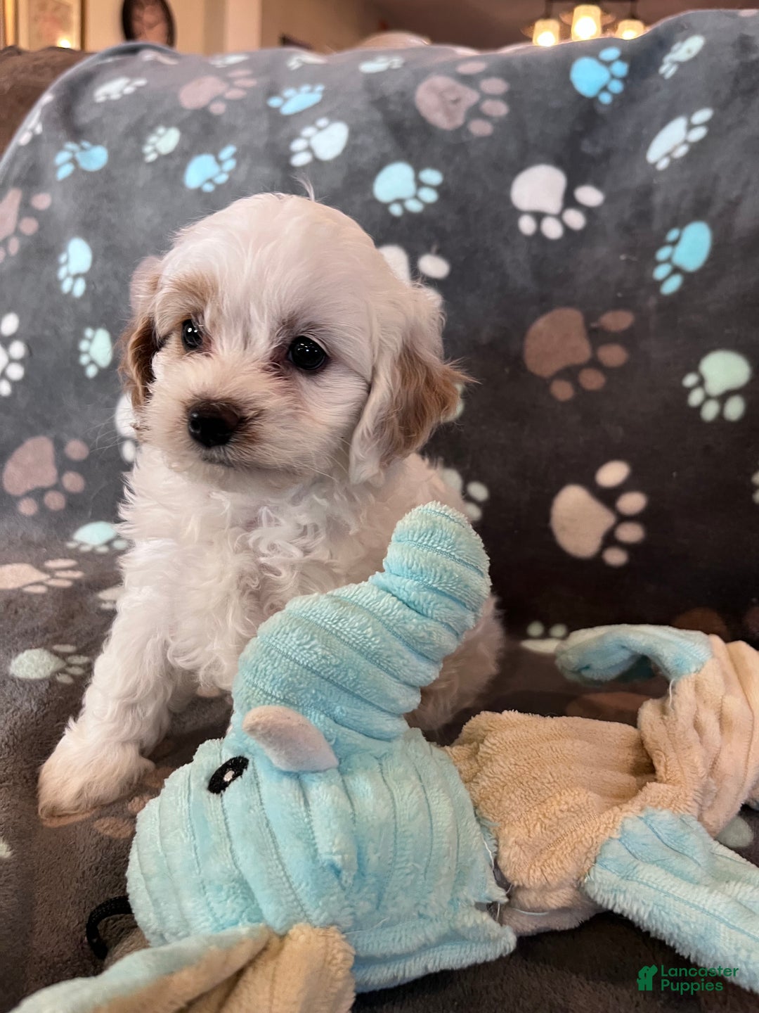 Cockapoo dogs for sale: Cockapoo Puppy 3 - Ad 2
